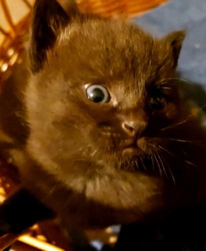 VideoCapture 20220809-132619 (1)