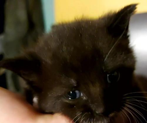 VideoCapture 20220809-132814 (1)